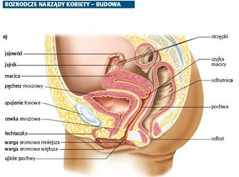 pieluchy tena dla dorosłych wrocław