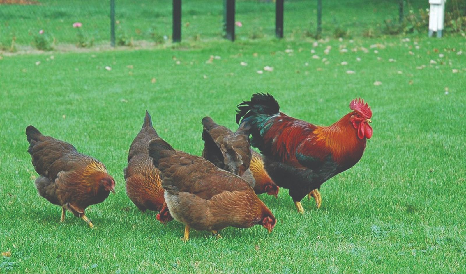 pieluchomajtki dla dorosłych niebieskie