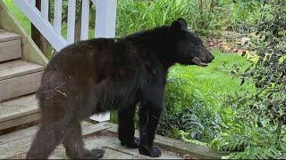 pieluchomajtki seni acrive plusblizejciebie