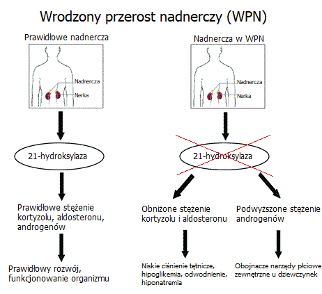 pieluchy dla psa suczki 24 sztuki